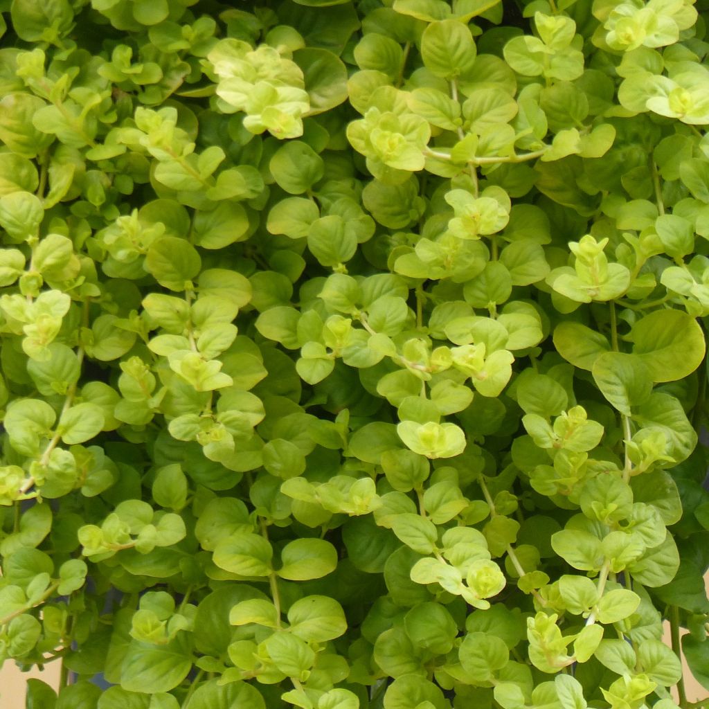 Lysimachia nummularia Goldilocks