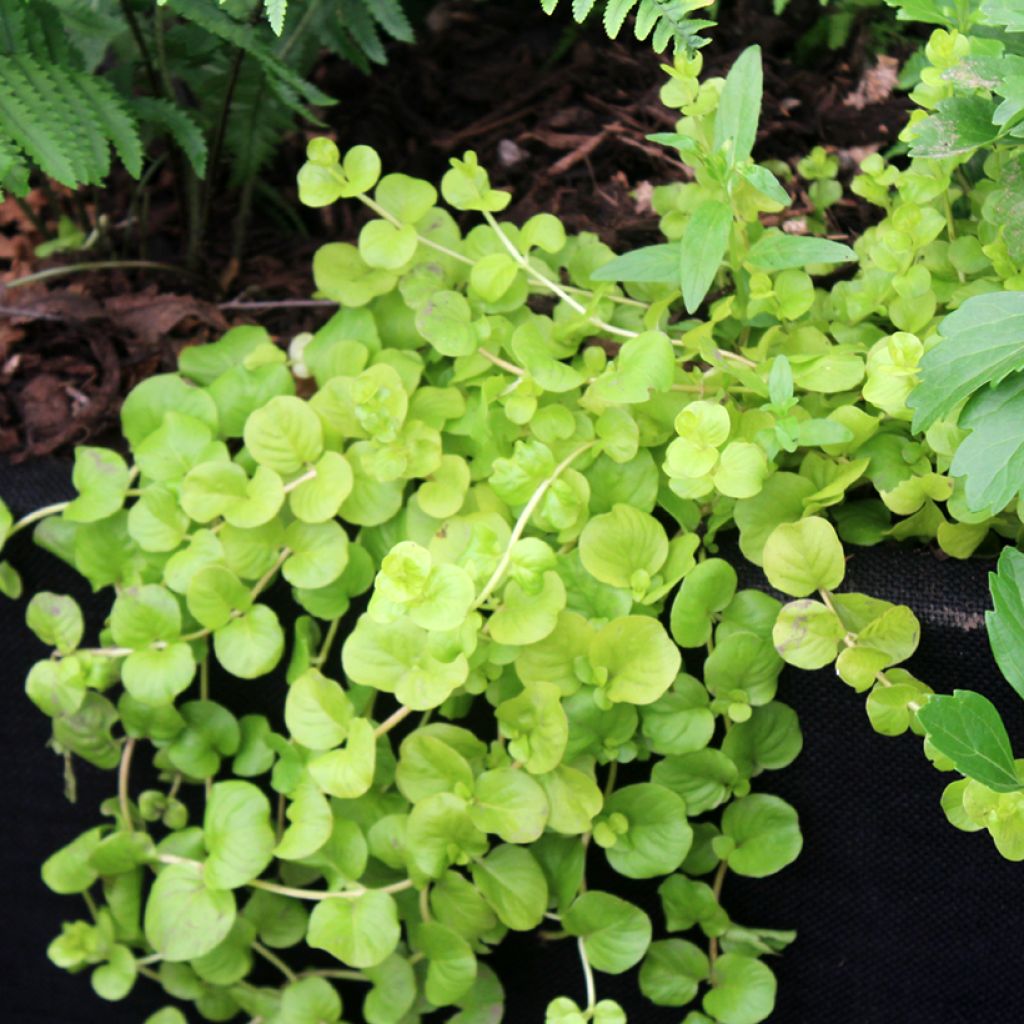 Lysimachia nummularia Goldilocks