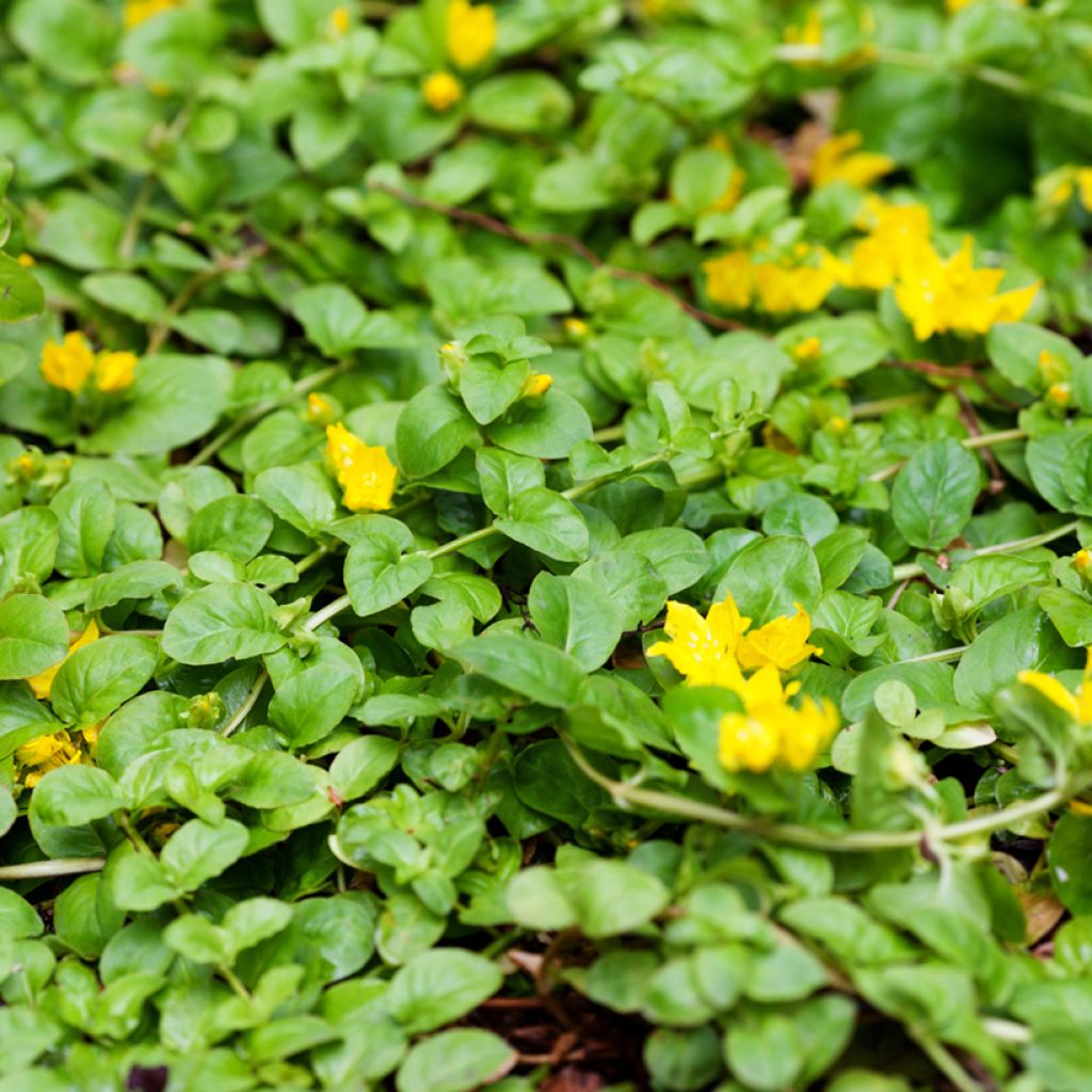 Lysimachia nummularia Goldilocks