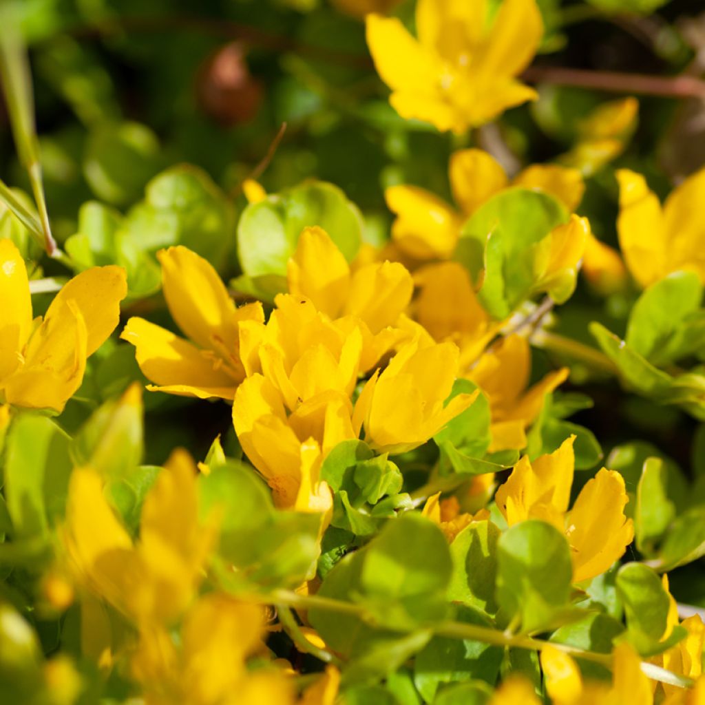 Lysimachia nummularia Goldilocks