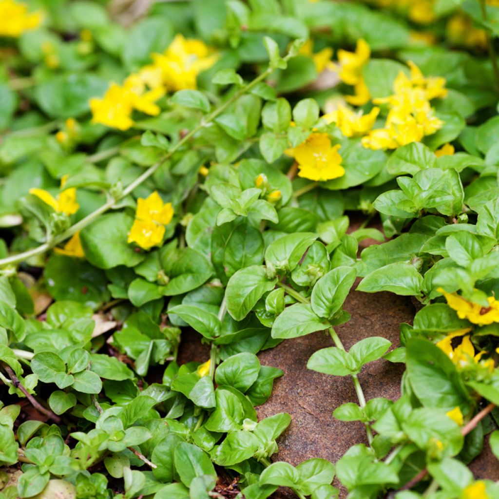 Lysimachia nummularia Goldilocks