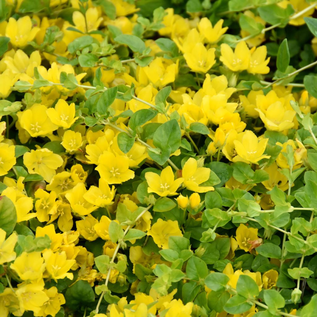 Lysimachia nummularia - Hierba de la moneda