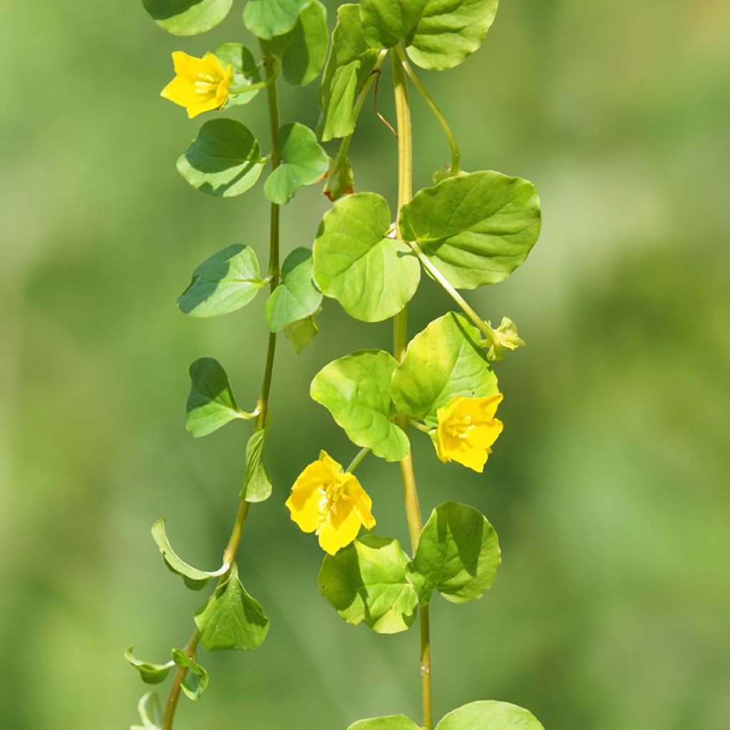 Lysimachia nummularia - Hierba de la moneda