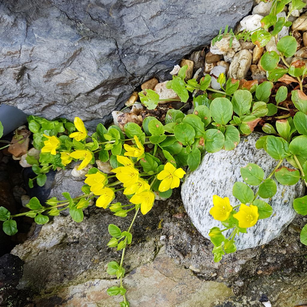 Lysimachia nummularia - Hierba de la moneda