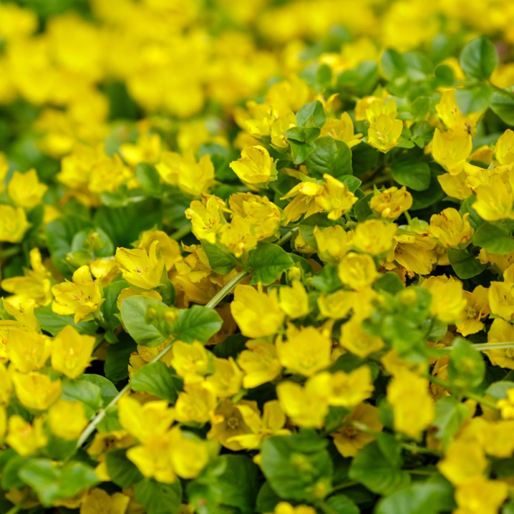 Lysimachia nummularia - Hierba de la moneda