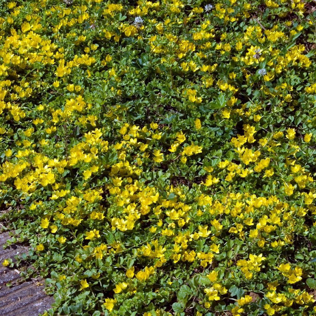 Lysimachia nummularia - Hierba de la moneda