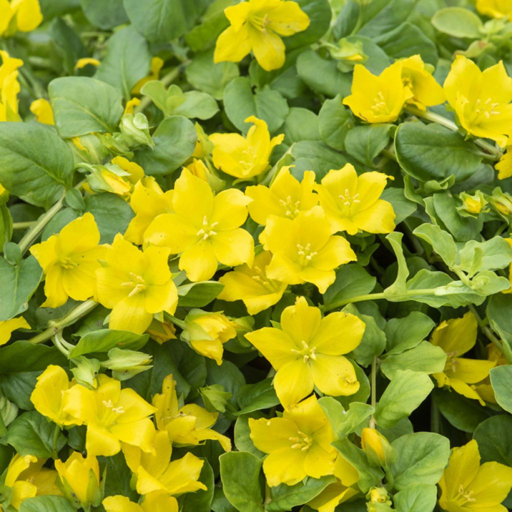 Lysimachia nummularia - Hierba de la moneda