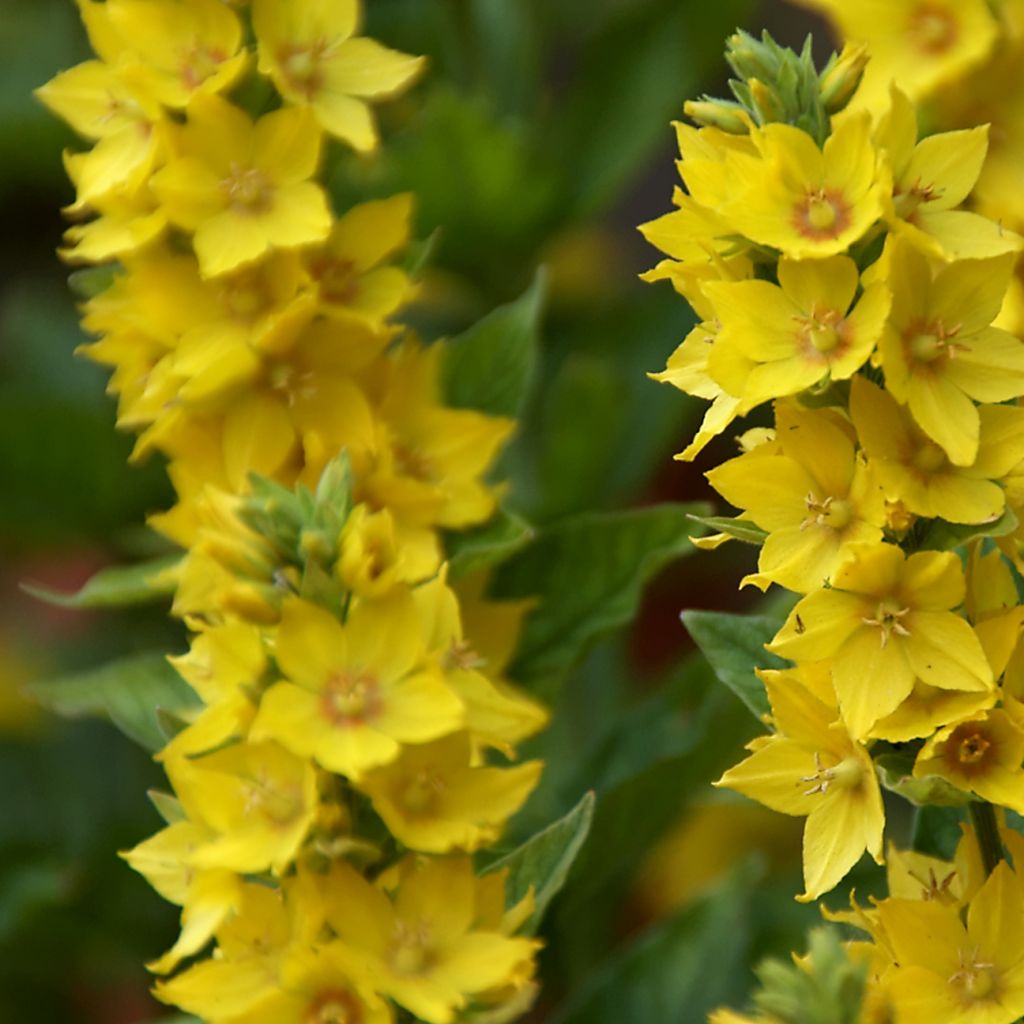 Lysimachia punctata - Salicaria punteada