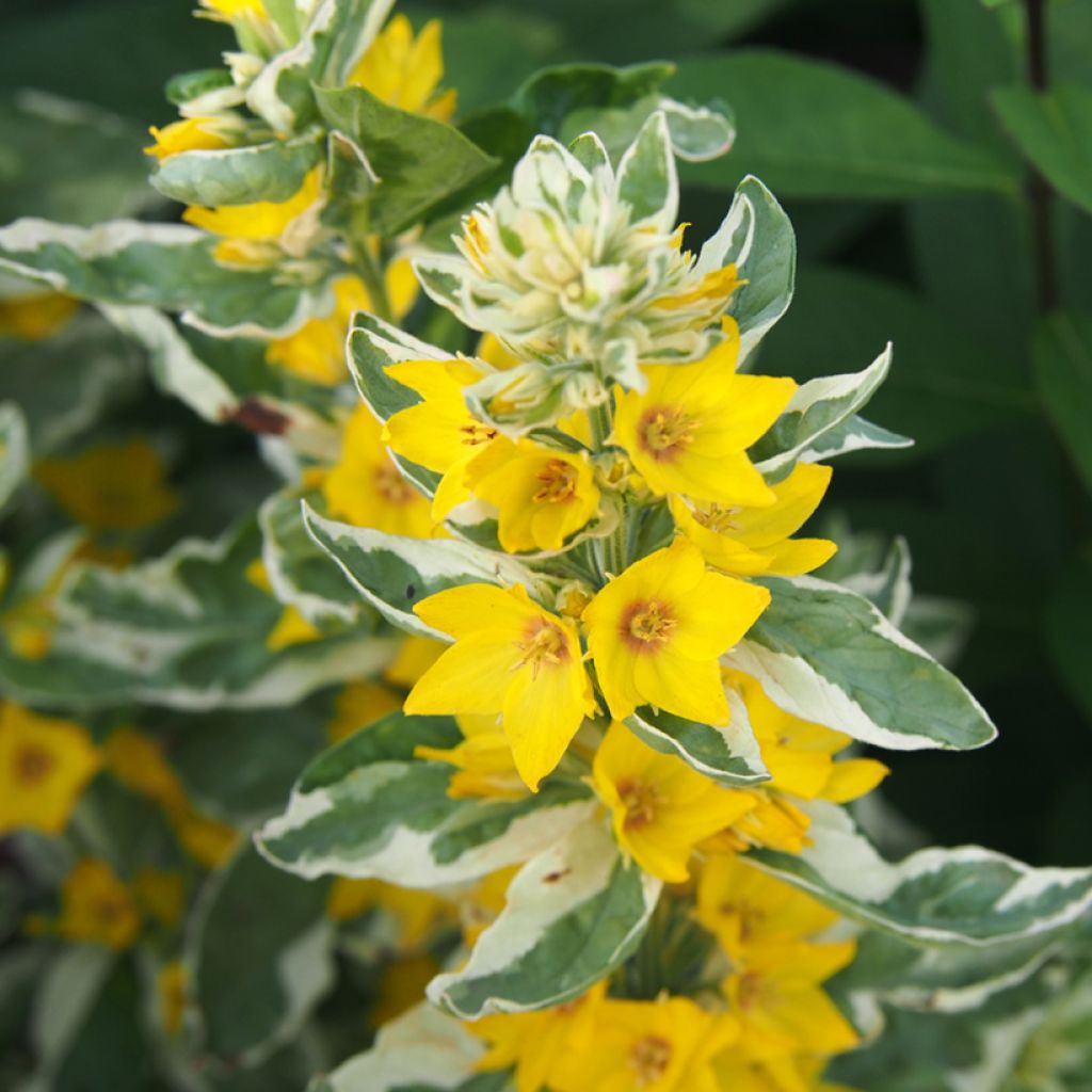 Lysimachia punctata Alexander - Salicaria punteada