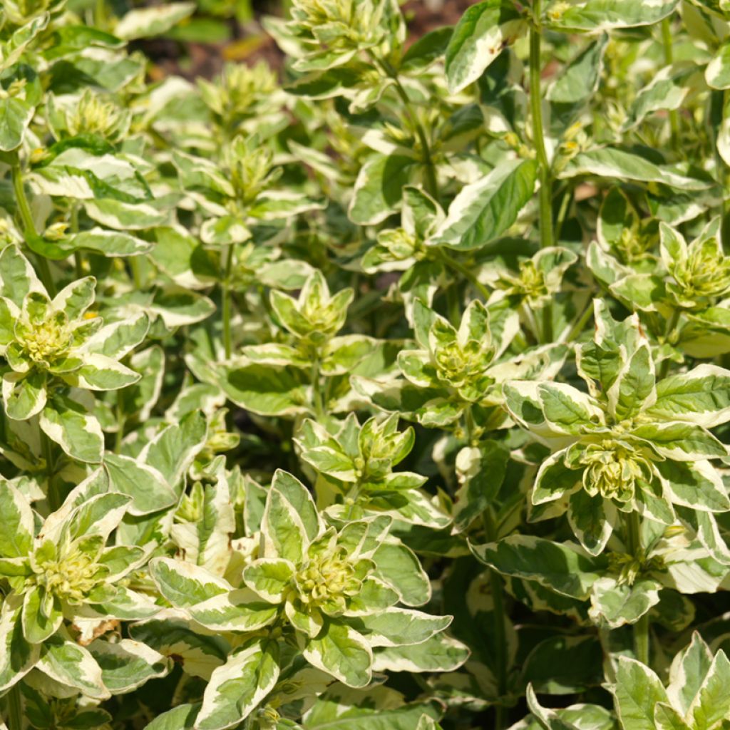 Lysimachia punctata Alexander - Salicaria punteada