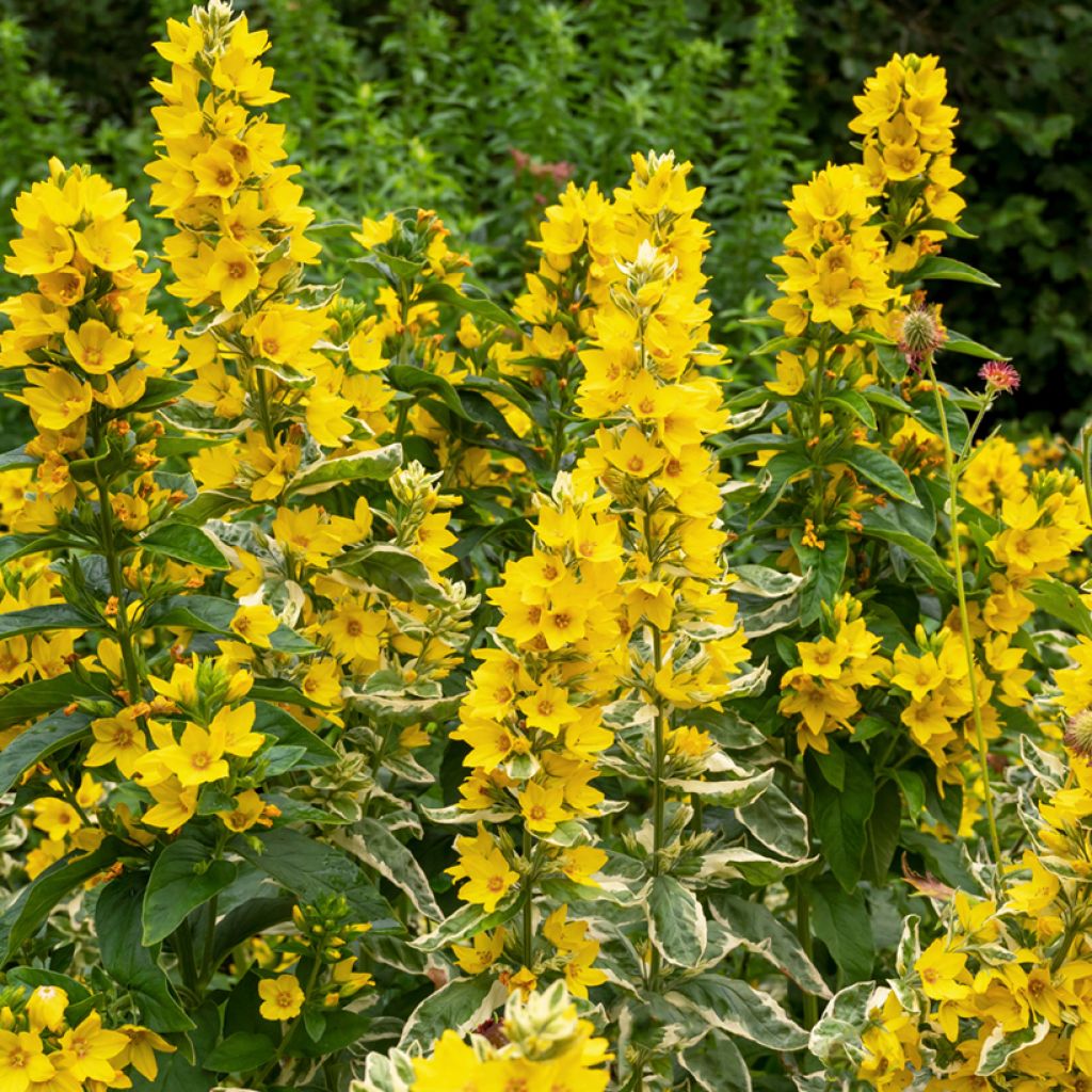 Lysimachia punctata Alexander - Salicaria punteada