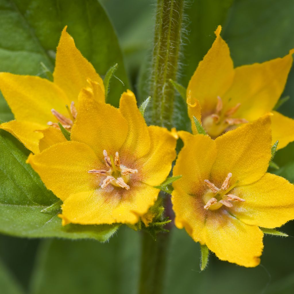 Lysimachia punctata - Salicaria punteada