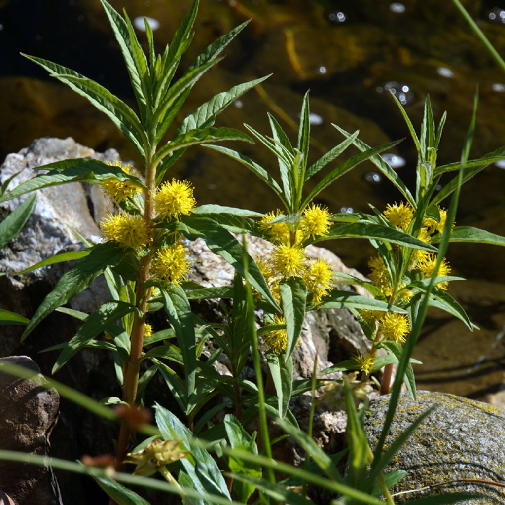 Lysimachia thyrsiflora