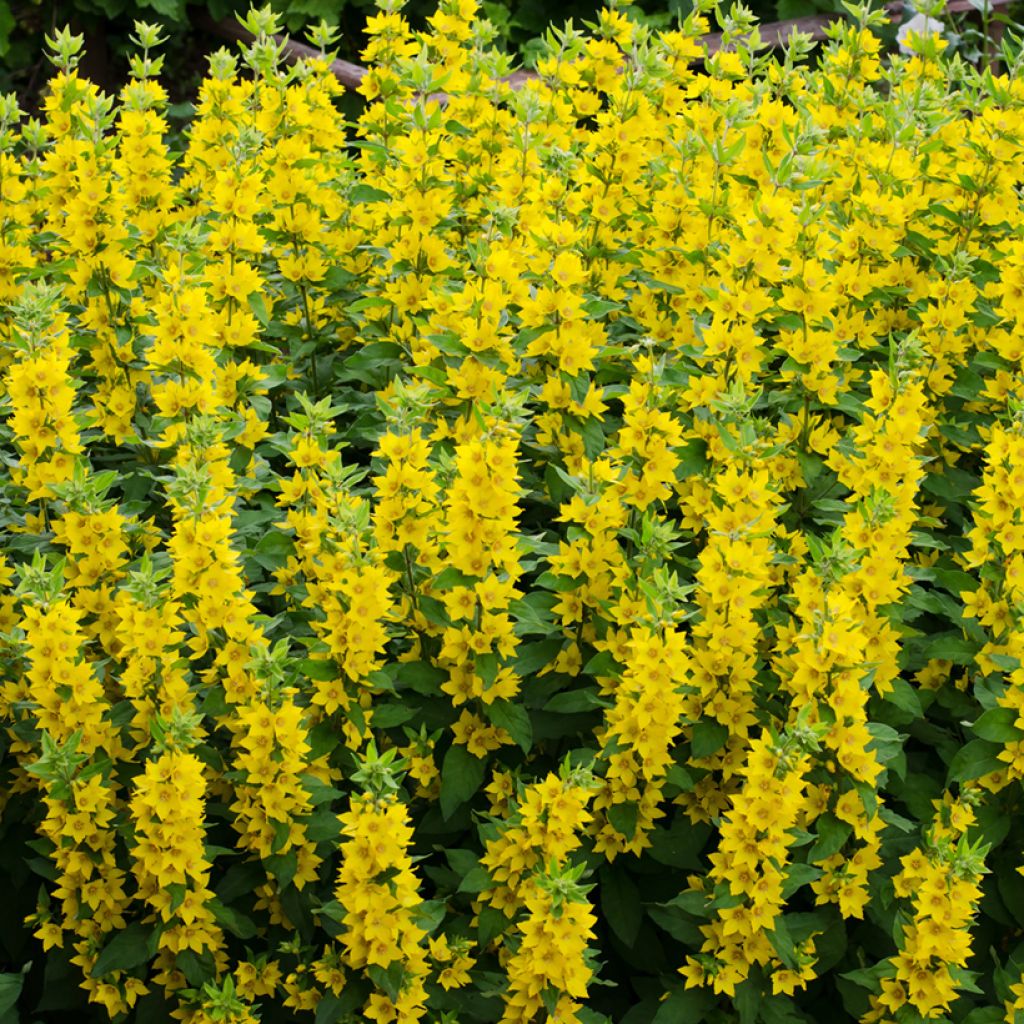 Lysimachia vulgaris