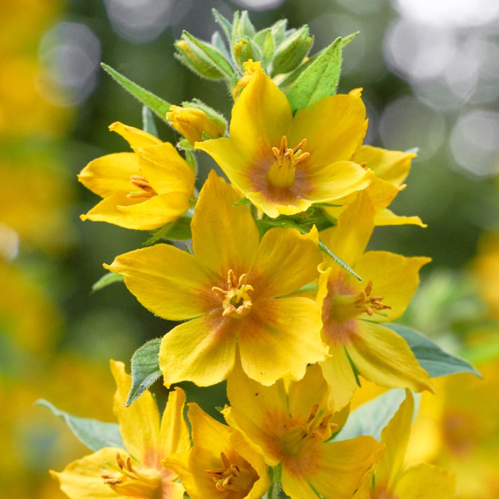 Lysimachia vulgaris