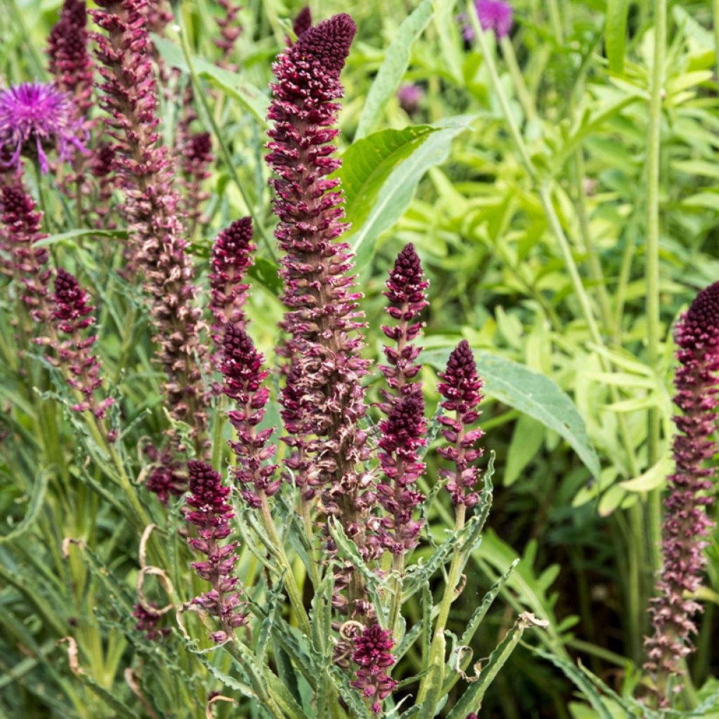 Lysimachia atropurpurea Beaujolais