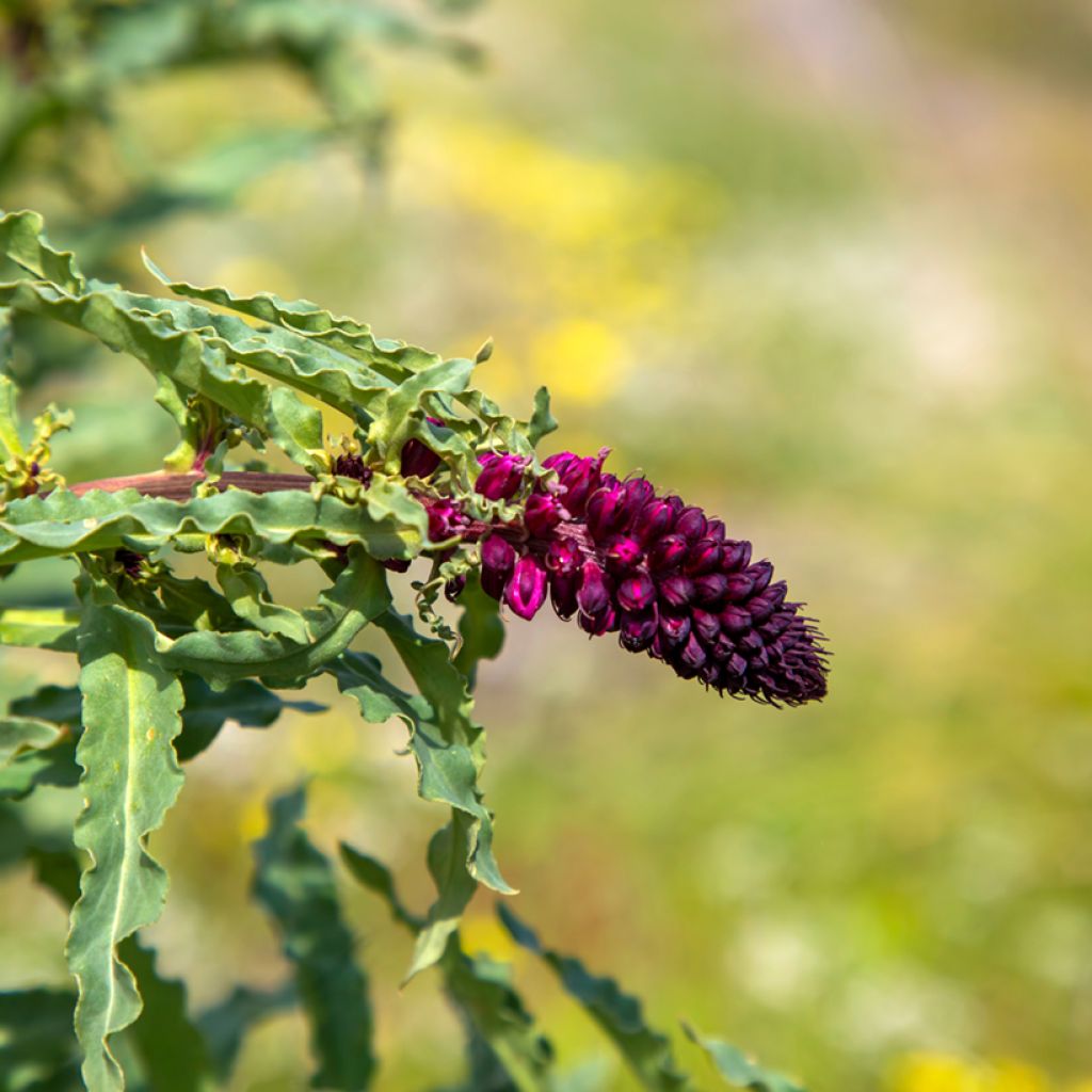 Lysimachia atropurpurea Beaujolais