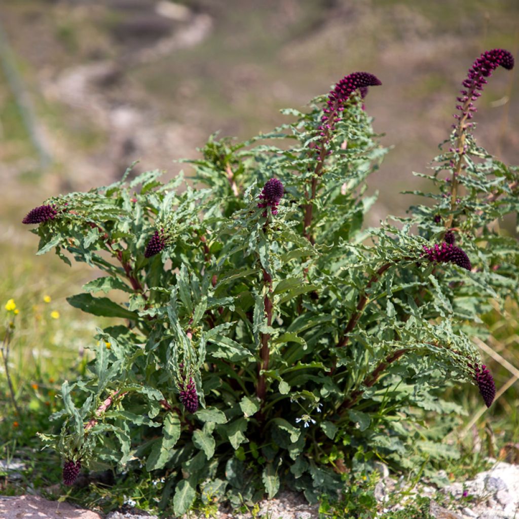 Lysimachia atropurpurea Beaujolais