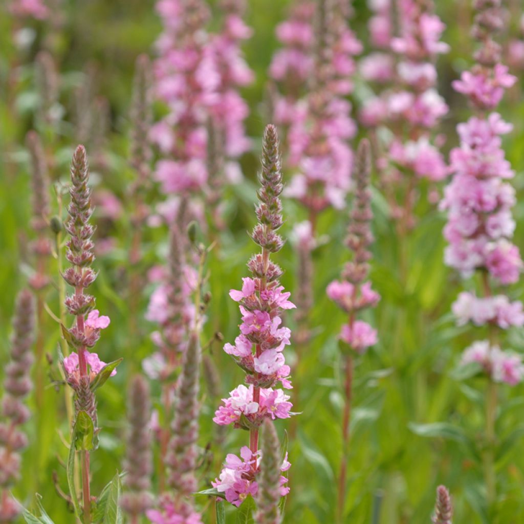 Lythrum salicaria Blush - Salicaria