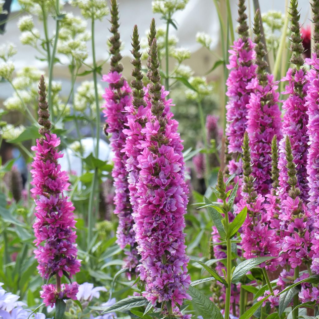 Lythrum salicaria Robert - Salicaria