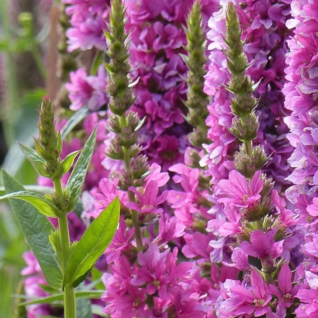 Lythrum salicaria Robert - Salicaria