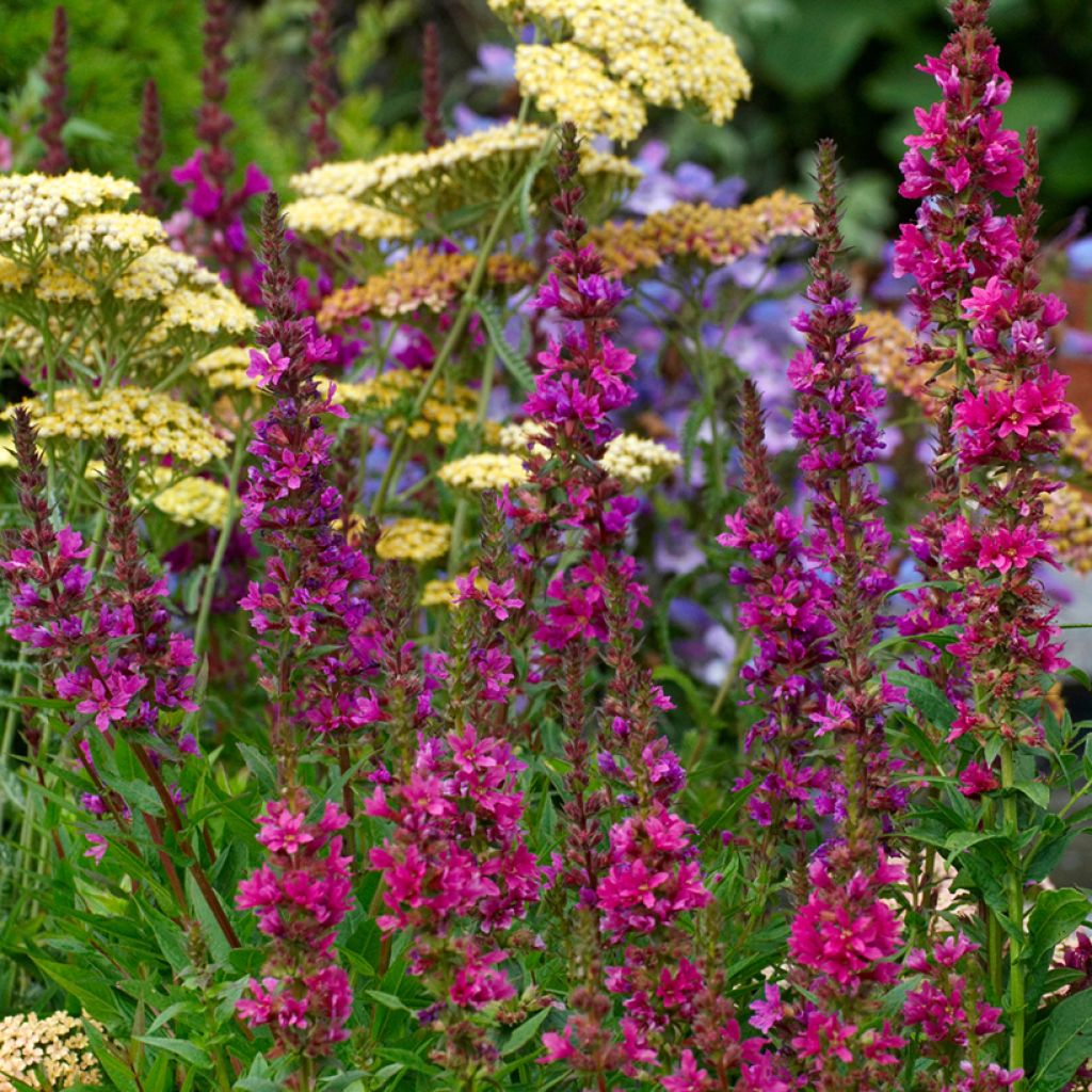 Lythrum salicaria Robert - Salicaria