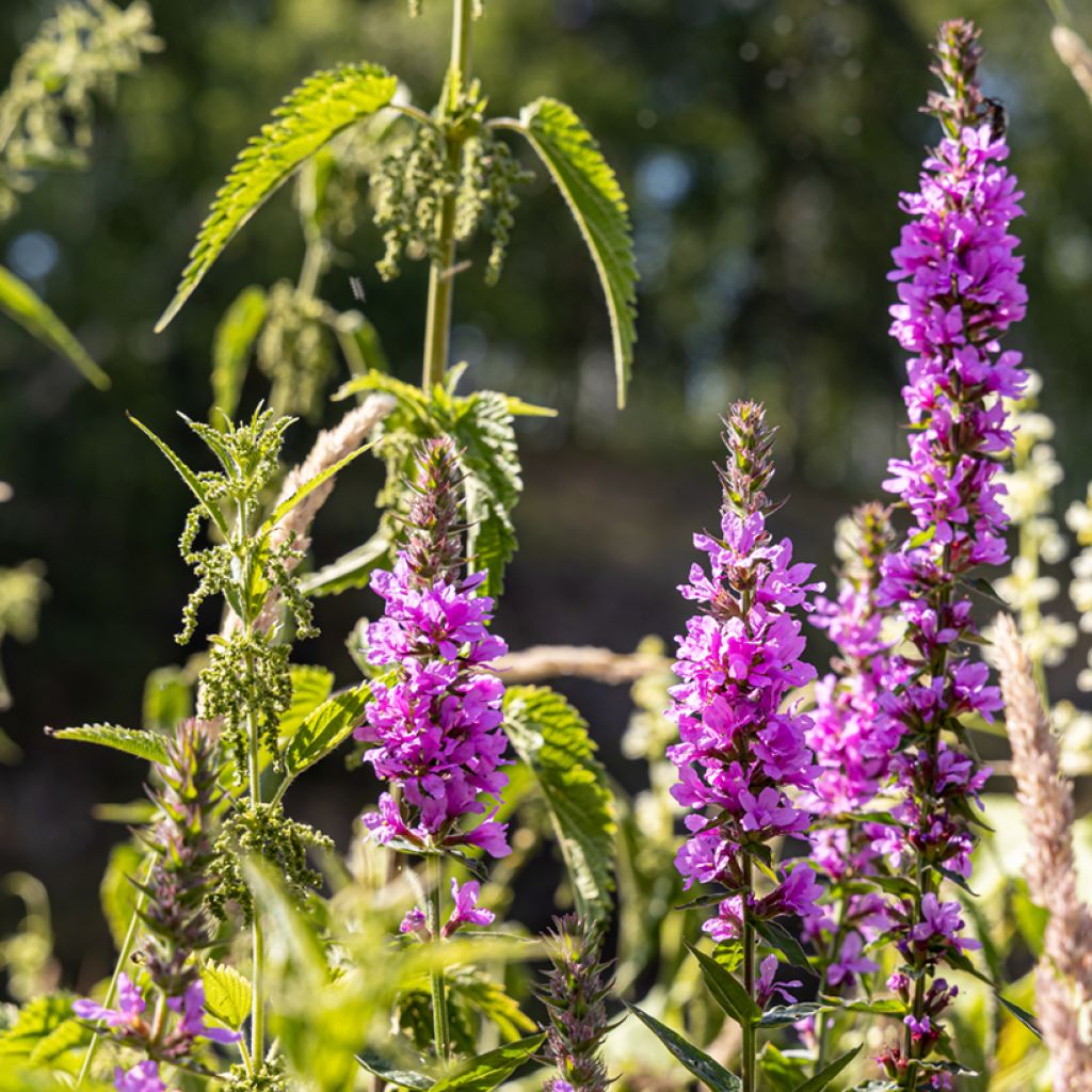 Lythrum salicaria Robert - Salicaria