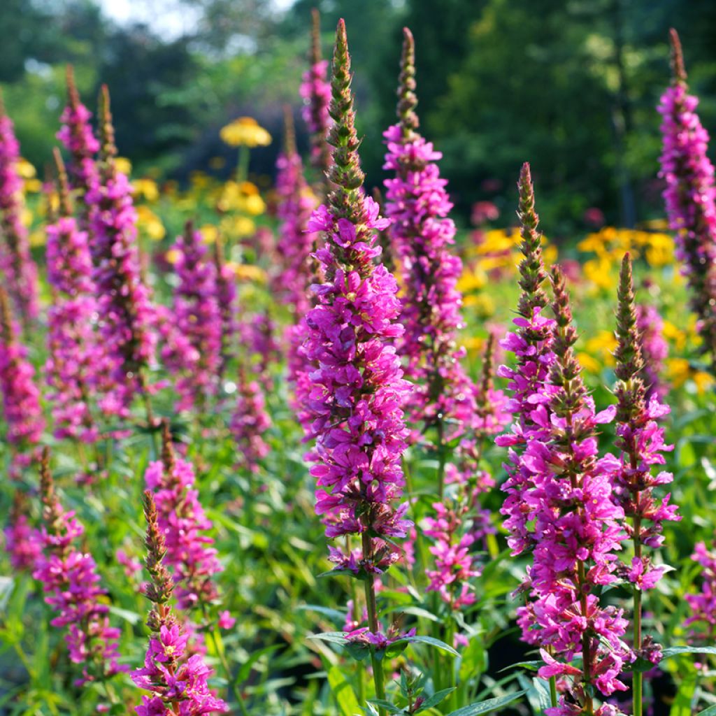 Lythrum salicaria Robert - Salicaria