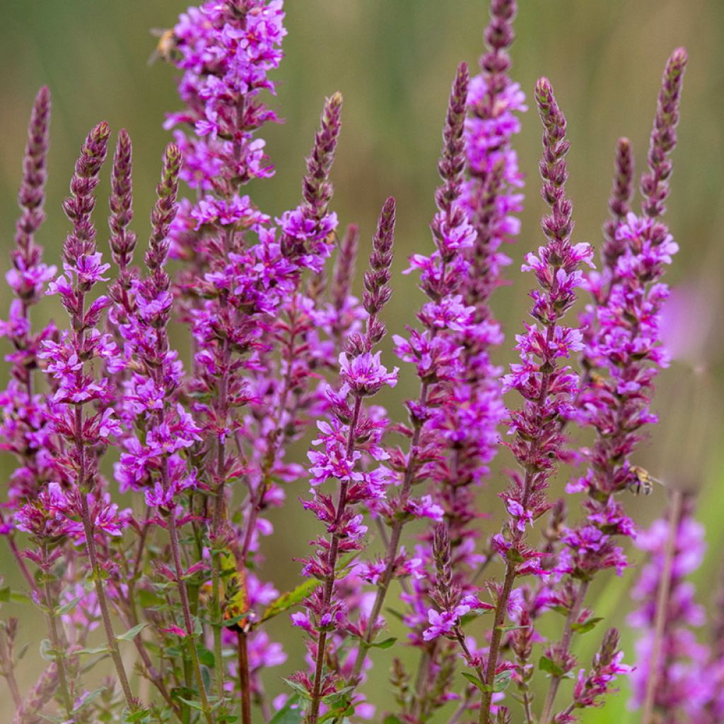 Lythrum salicaria - Salicaria