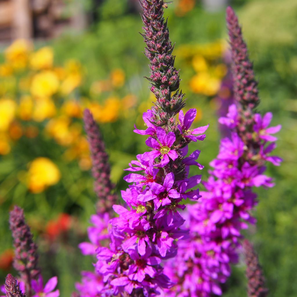 Lythrum salicaria - Salicaria