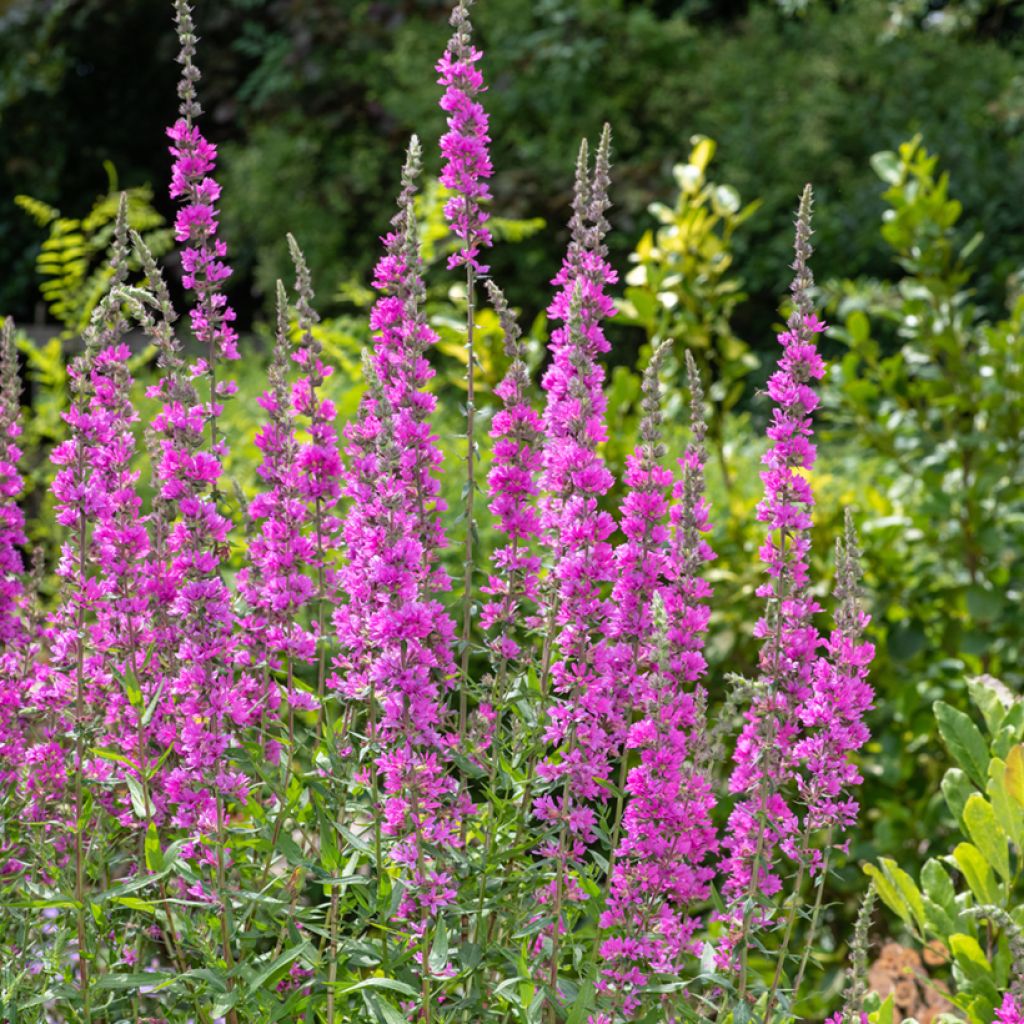 Lythrum salicaria - Salicaria