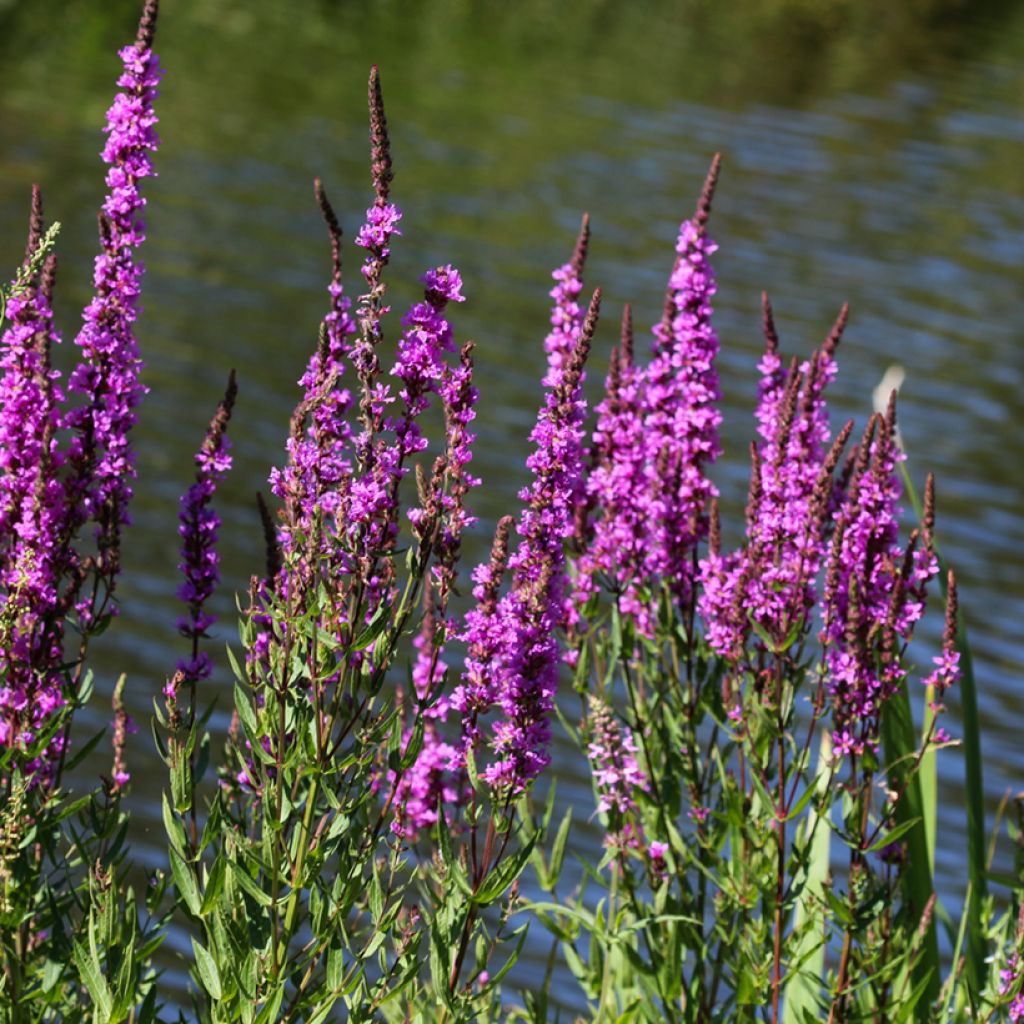 Lythrum salicaria - Salicaria