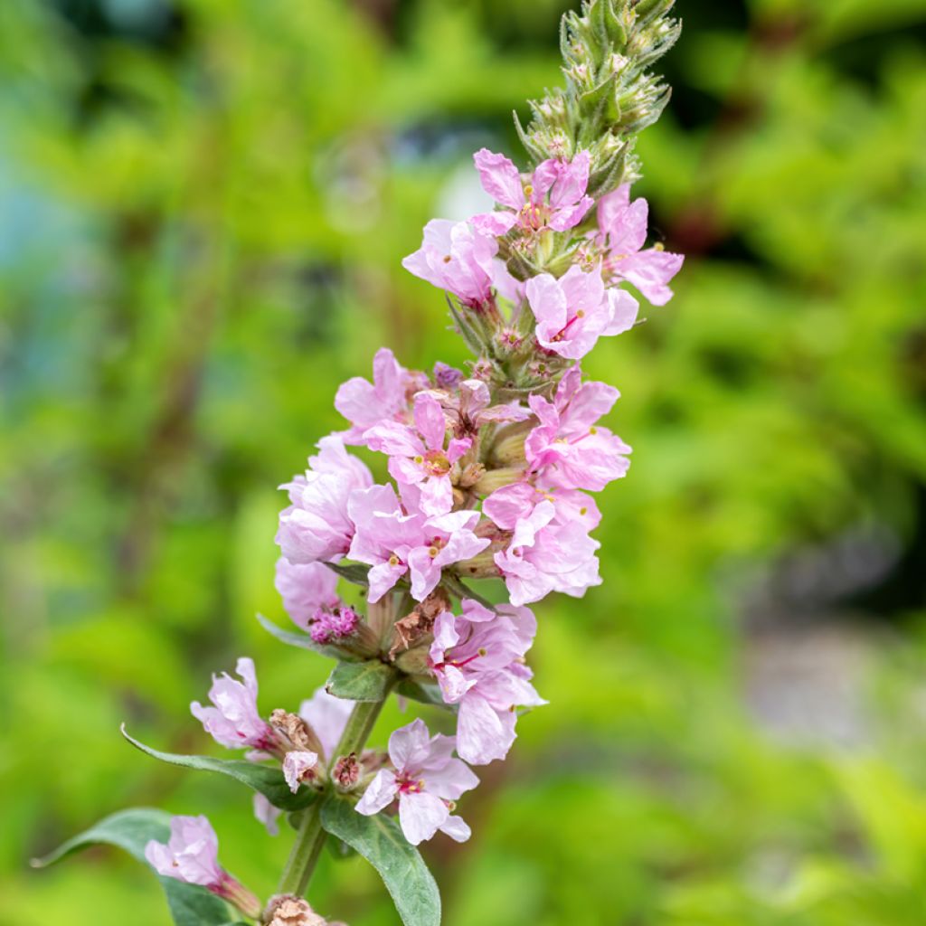 Lythrum salicaria Swirl - Salicaria