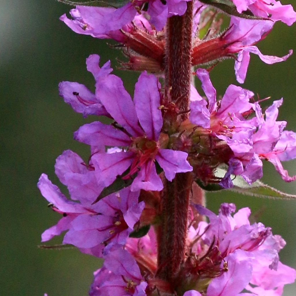 Lythrum salicaria The Beacon - Salicaire commune The Beacon 