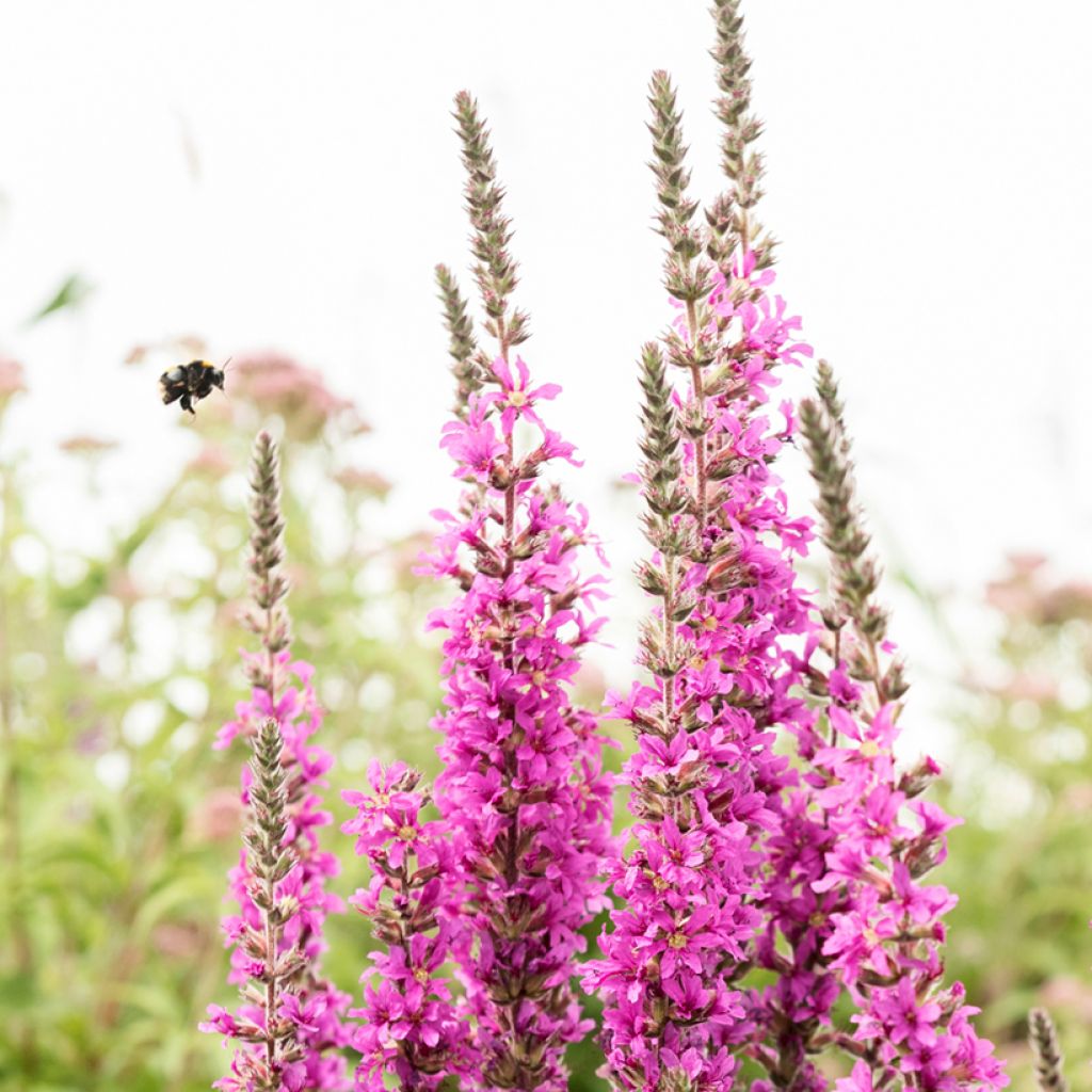 Lythrum virgatum Dropmore Purple - Salicaria de la varita