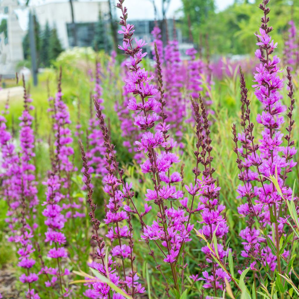 Lythrum virgatum Dropmore Purple - Salicaria de la varita