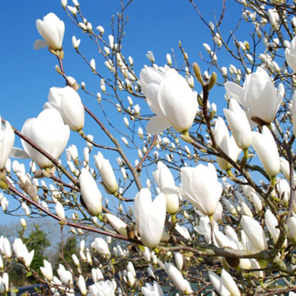 Magnolia greffé Tina durio