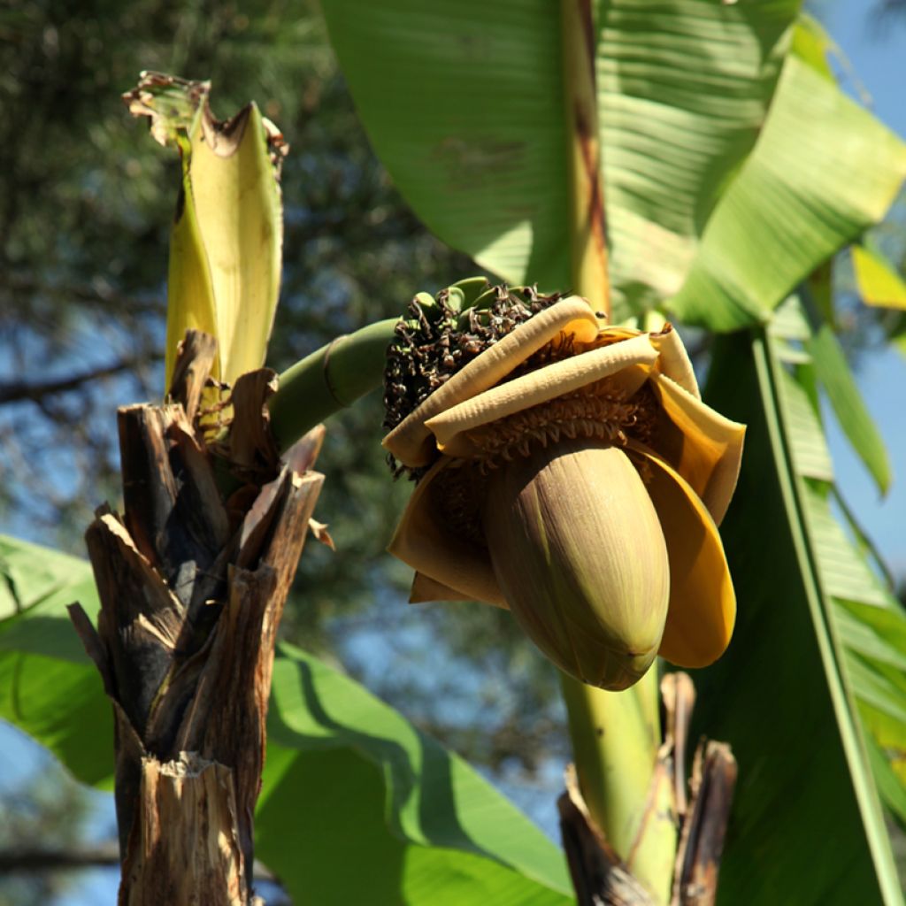 Musa paradisiaca Dwarf Orinoco - Platanera