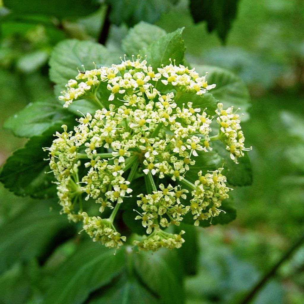 Maceron - Smyrnium olusatrum