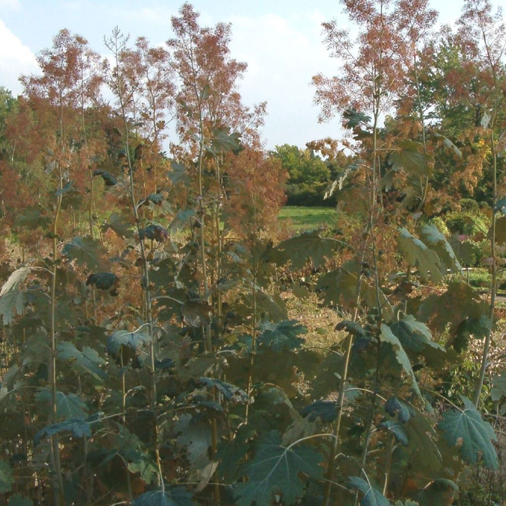 Macleaya microcarpa Kelway's Coral Plume