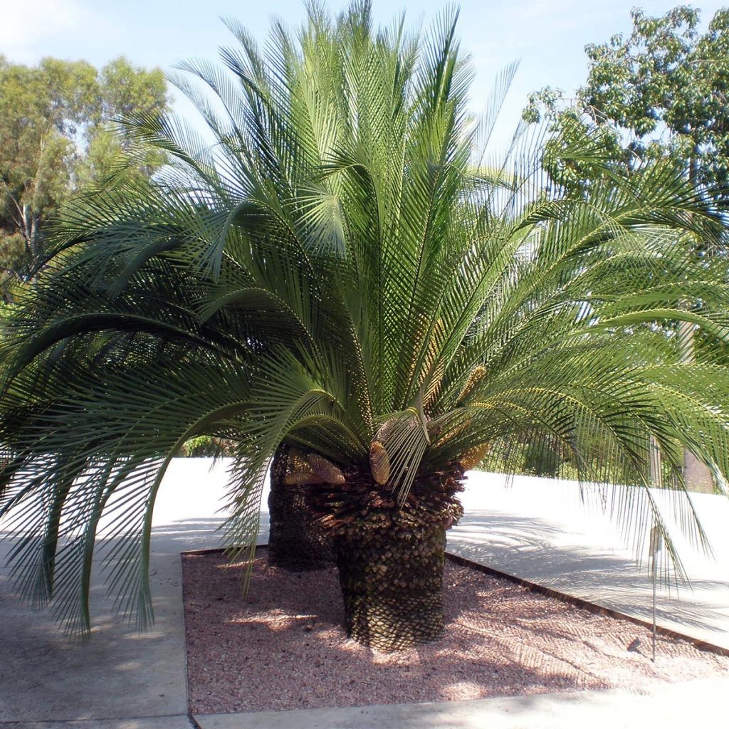 Macrozamia moorei - Cycas de Moore