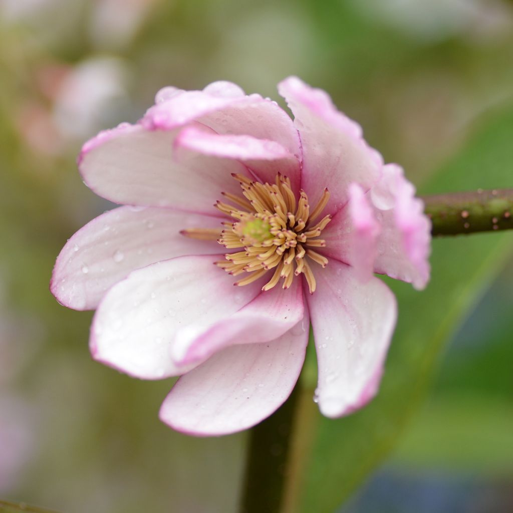 Magnolia Fairy Lime