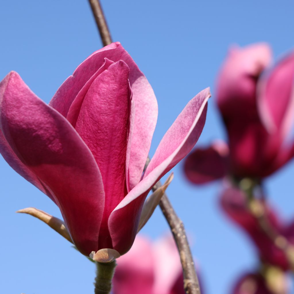 Magnolia  Red As Red - Magnolia, Saucer Magnolia, Tulip Tree