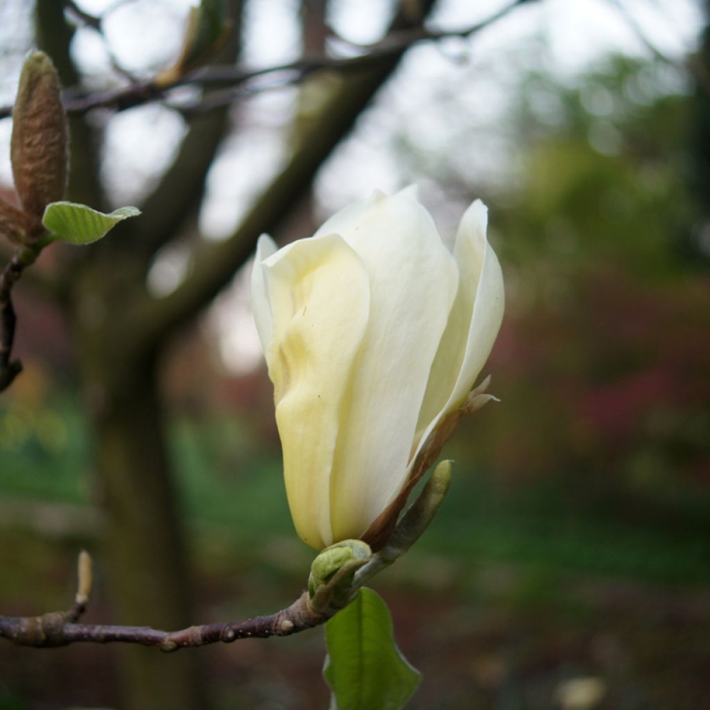 Magnolia Yellow Lantern