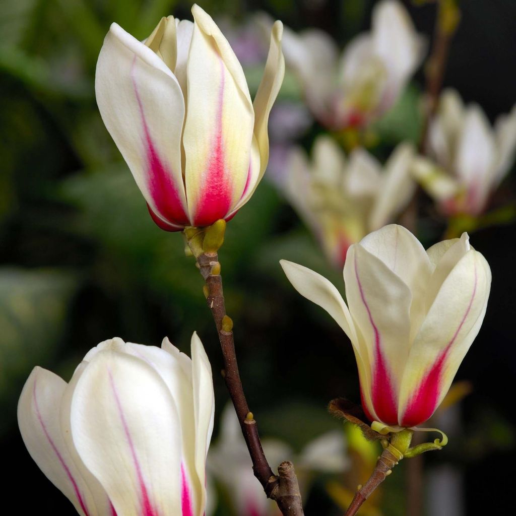 Magnolia denudata Sunrise - Yulan