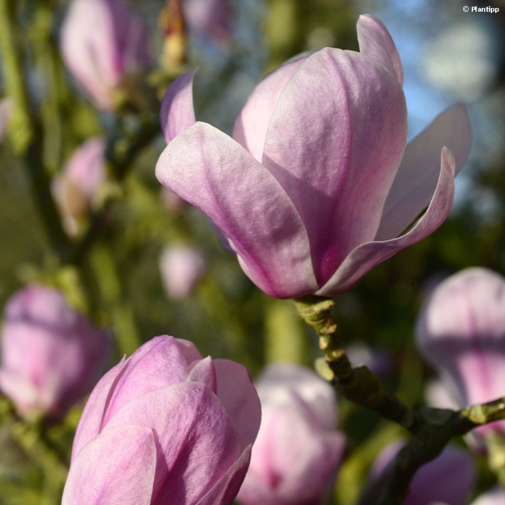 Magnolia denudata Festirose