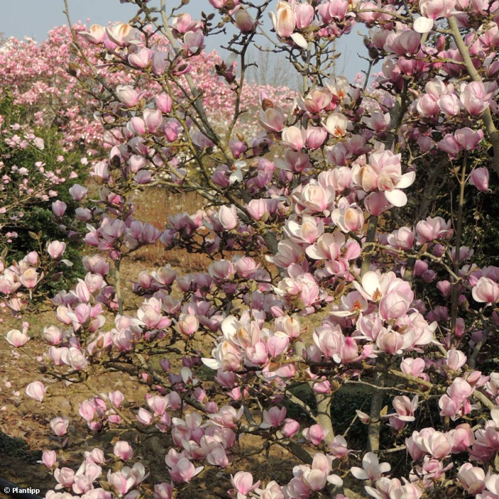 Magnolia denudata Festirose - Yulan