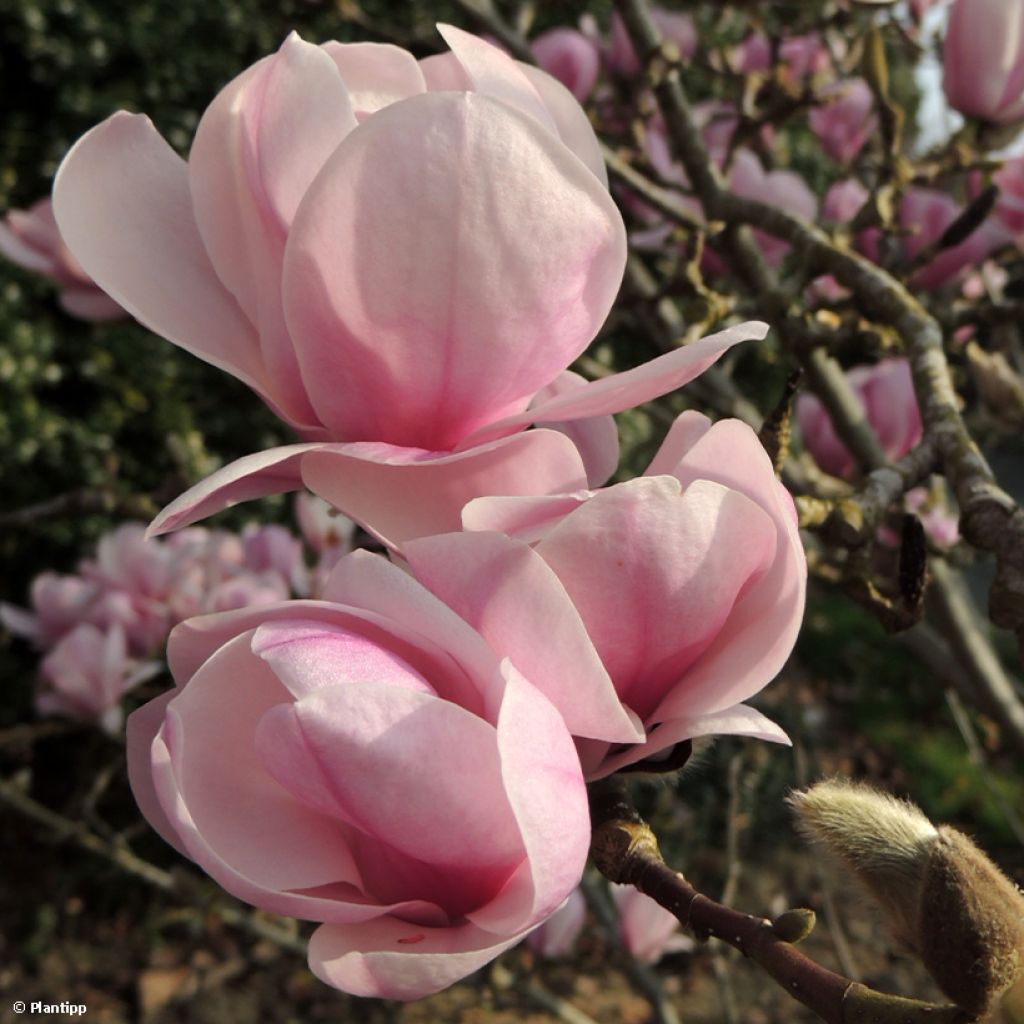 Magnolia denudata Festirose - Yulan