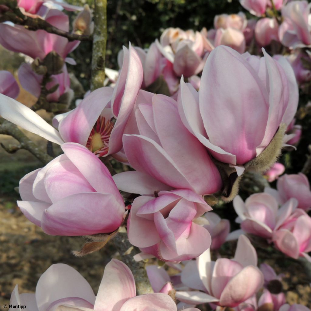 Magnolia denudata Festirose - Yulan