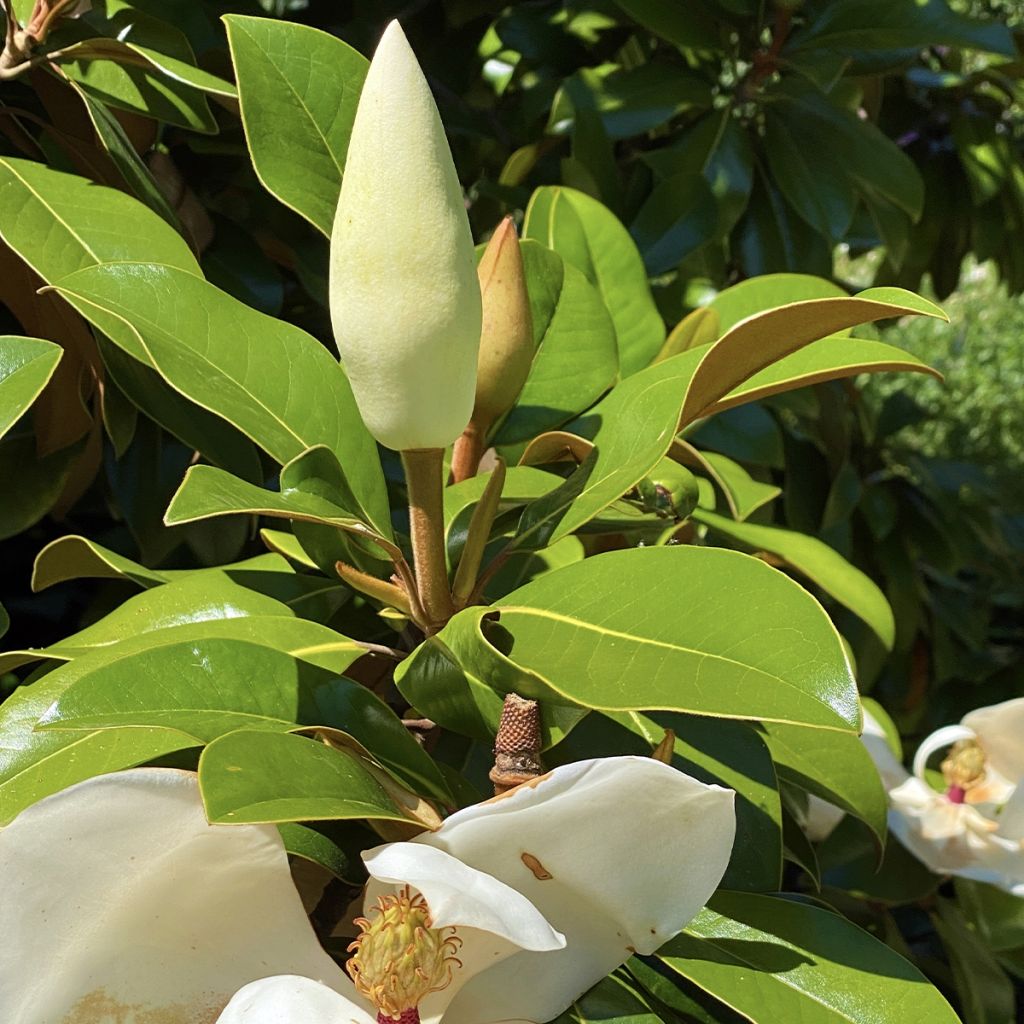 Laurier-tulipier - Magnolia grandiflora Goliath